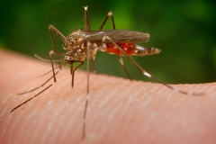 Original description from CDC: This mosquito, known as Aedes japonicus (also called Ochlerotatus japonicus), is a specimen of the Notre Dame colony. This Asian mosquito was first collected in the United States in New York and New Jersey in 1998. The Aedes japonicus Notre Dame colony was established from specimens collected as larvae in water filled containers (flower pots and tires) in residential areas of South Bend, Indiana in the summer of 2005. This mosquito is suspected of being a vector of the Japanese Encephalitis virus in Asia and the West Nile in the United States. While Aedes japonicus has not been incriminated as a major vector of West Nile virus in the United States, it is nevertheless of concern to public health agencies because of its fairly rapid colonization of a large part of the north eastern and midwestern United States and its propensity to lay eggs in flooded containers found around human dwellings. Source: Wikimedia Commons