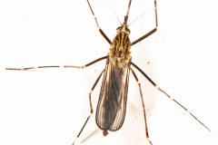 Aedes japonicus