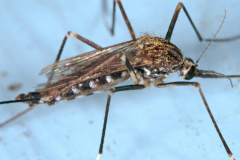 Aedes japonicus
